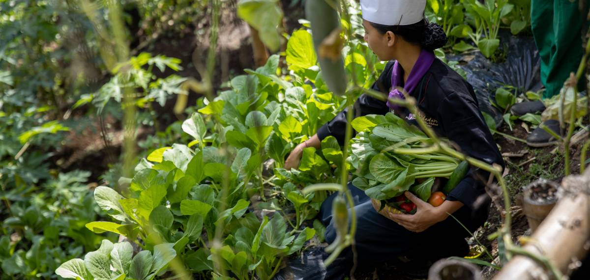 Terraced Organic Vegetable Garden